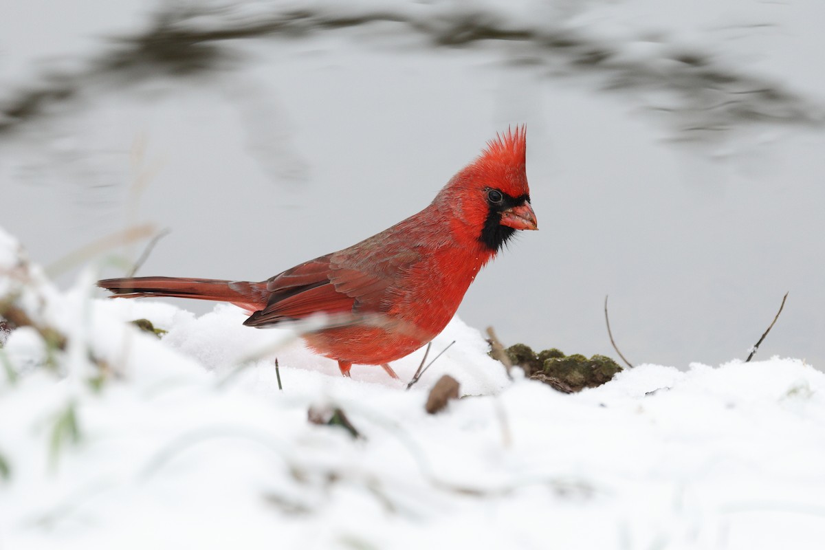 Cardinal rouge - ML646675427
