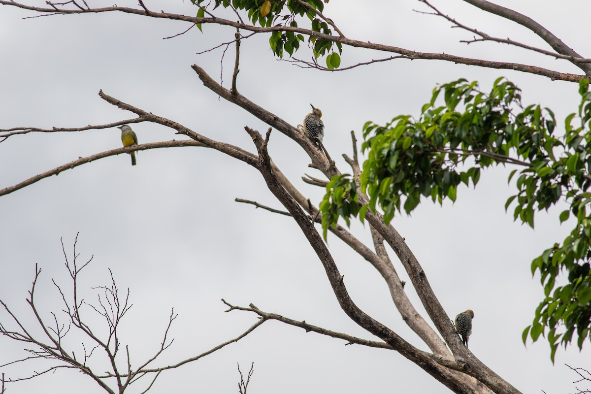 Hoffmann's Woodpecker - ML646675429
