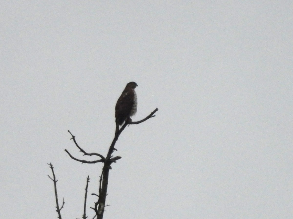 Cooper's Hawk - ML646675432