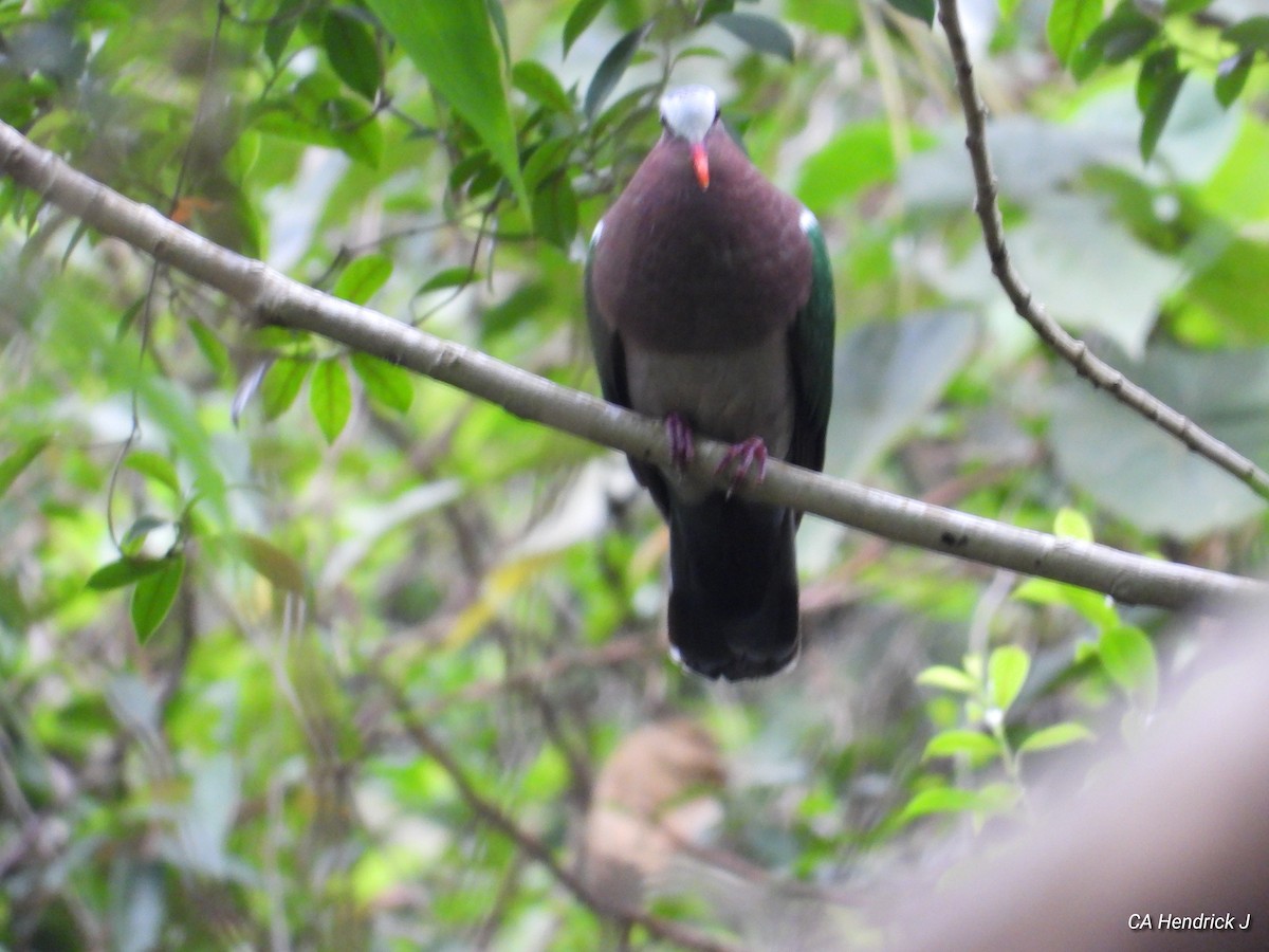 Asian Emerald Dove - ML646675433