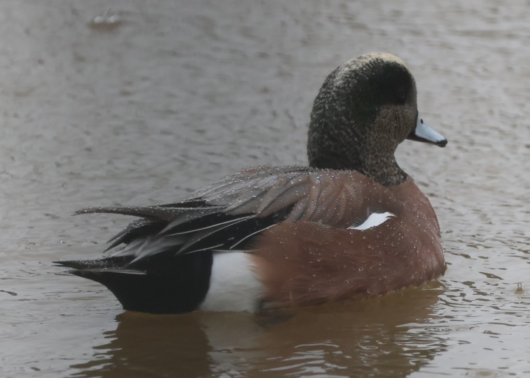 hvízdák americký - ML646675435