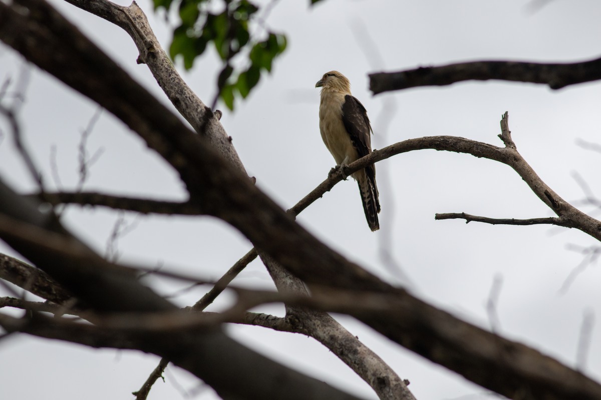 Yellow-headed Caracara - ML646675441
