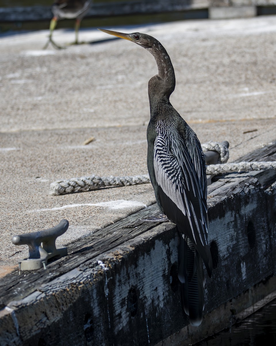 Anhinga - ML646675445