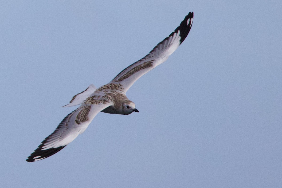 Silver Gull - ML646675454
