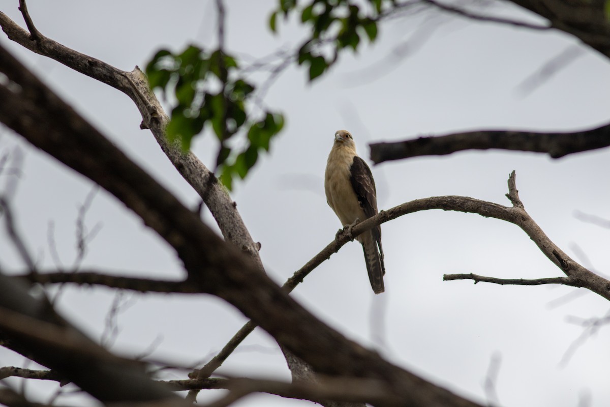 Yellow-headed Caracara - ML646675455