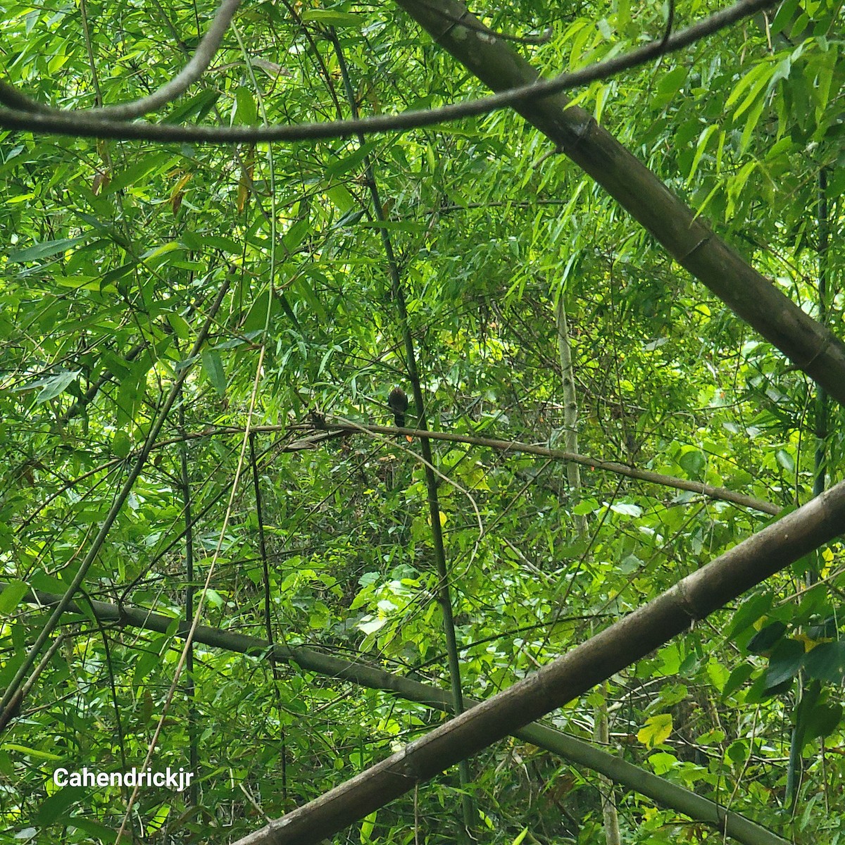 Asian Emerald Dove - ML646675459