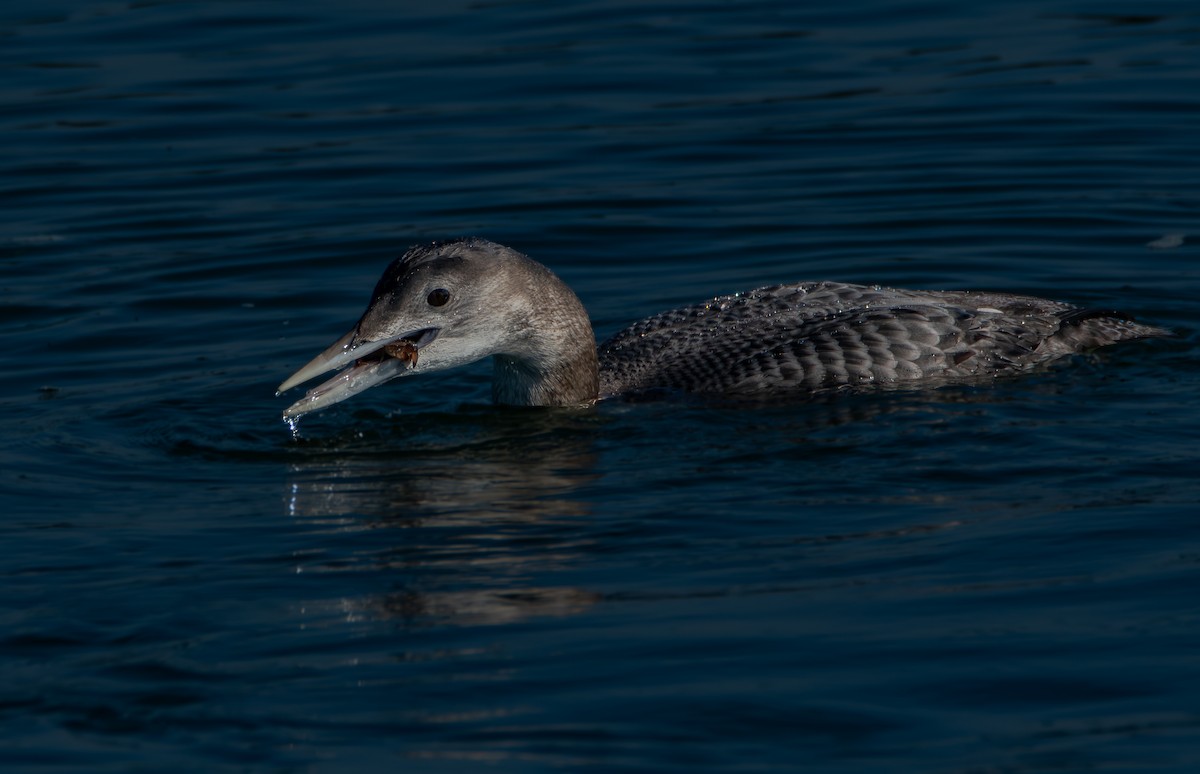 ハシジロアビ - ML646675463