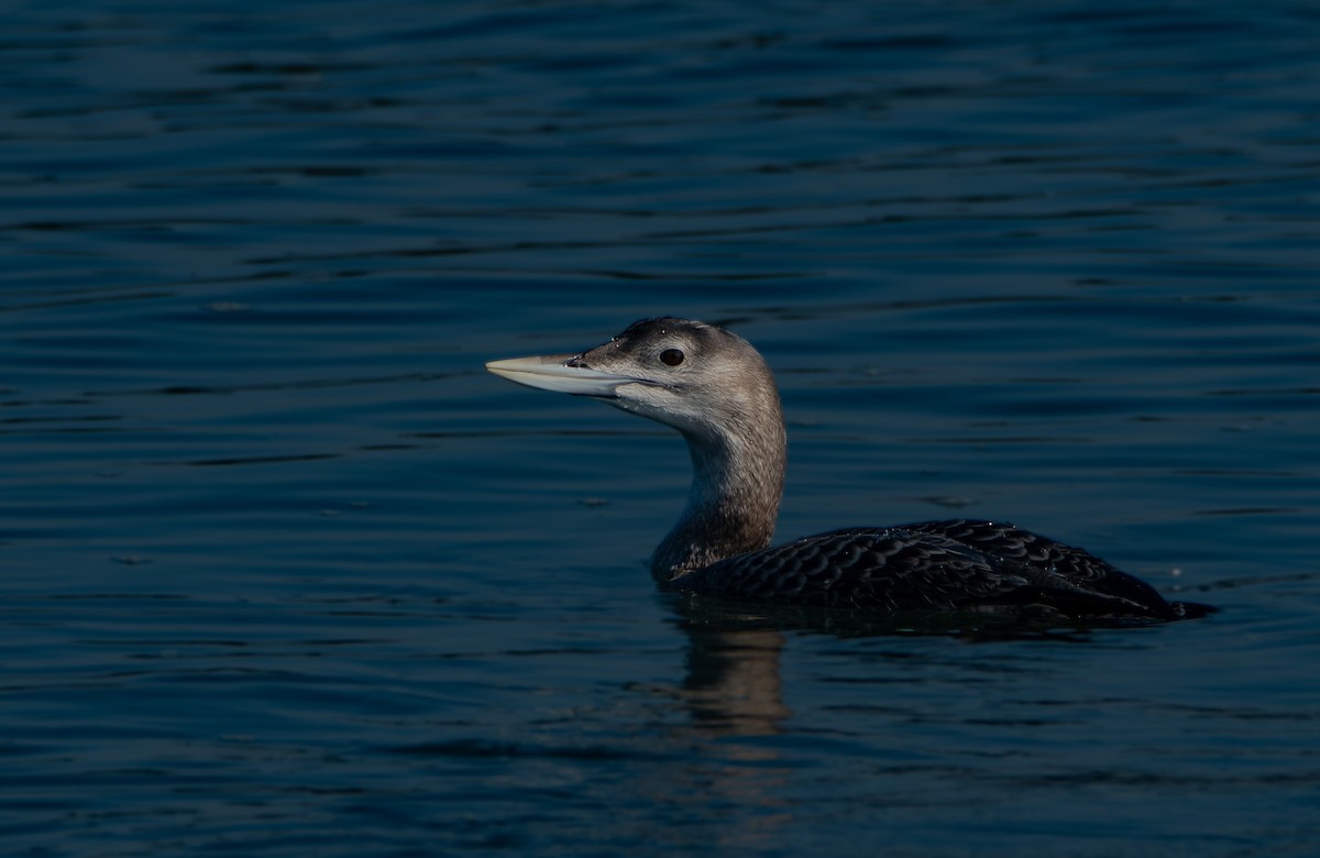 ハシジロアビ - ML646675465