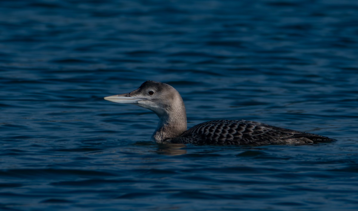 ハシジロアビ - ML646675469