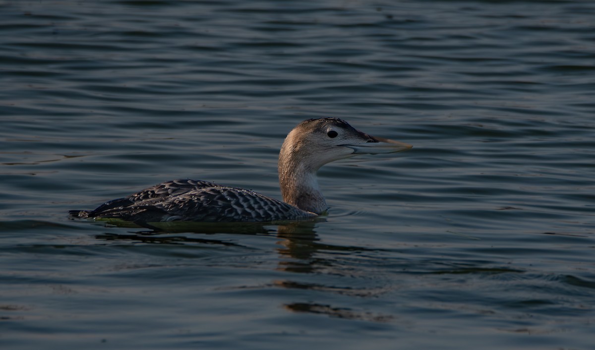 ハシジロアビ - ML646675471