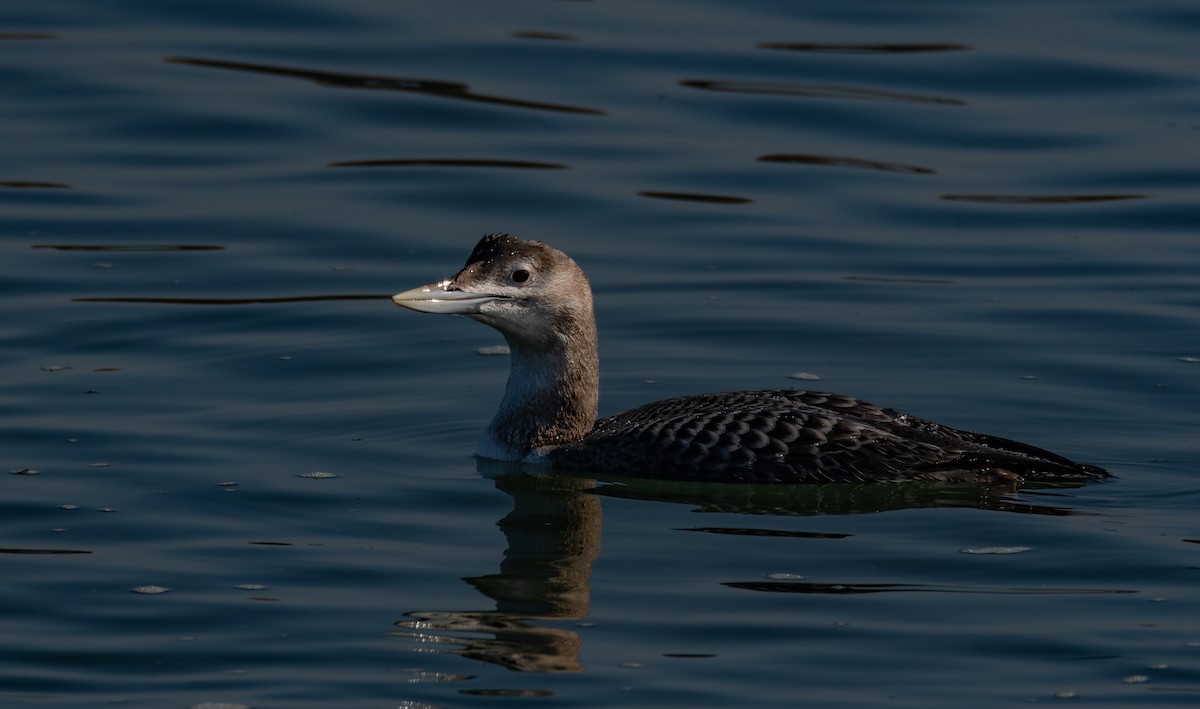 ハシジロアビ - ML646675472