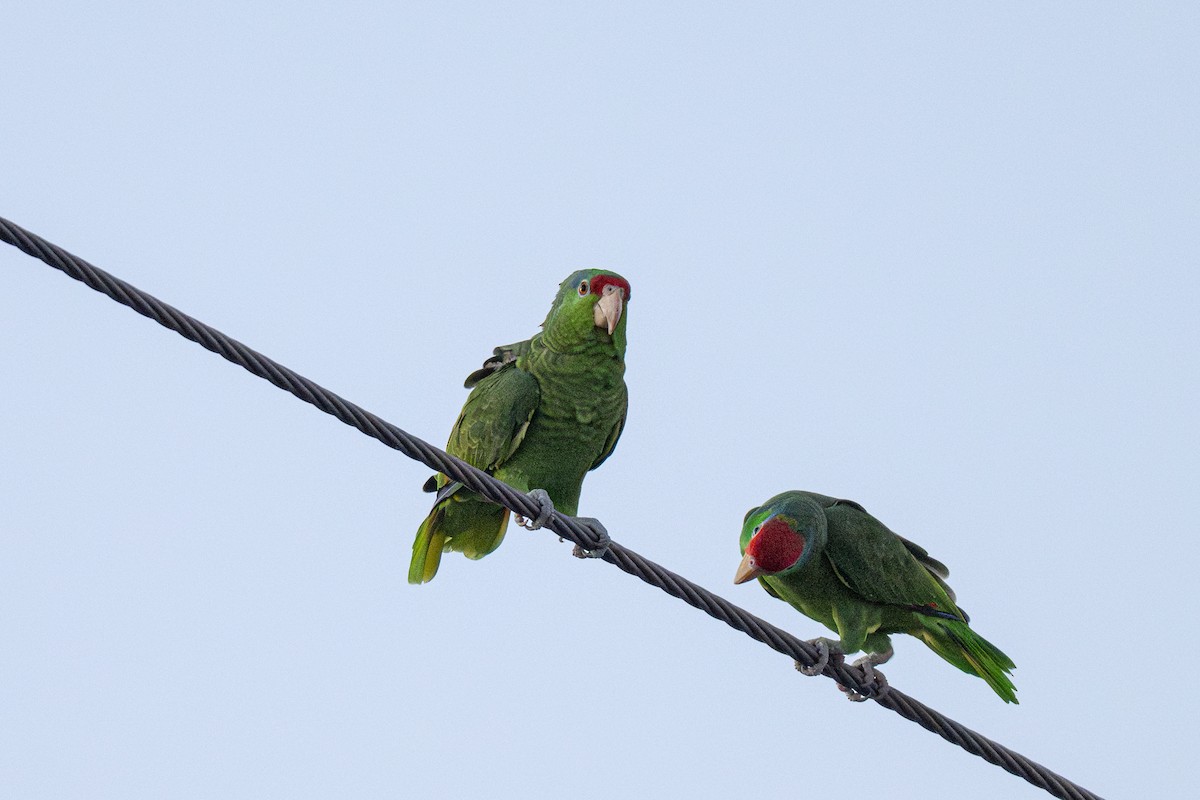 Lilac-crowned Amazon - ML646675474