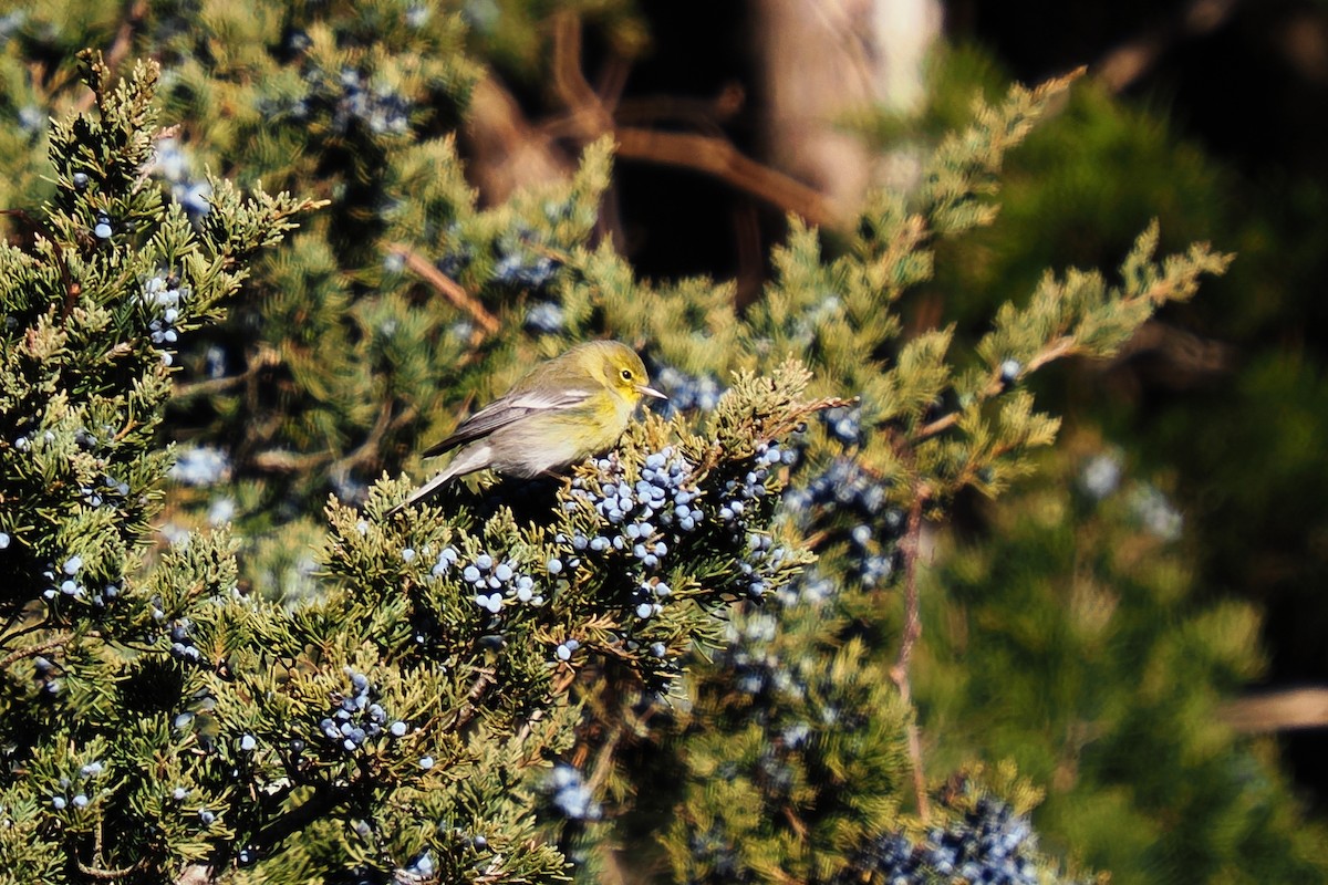 Сосновая древесница - ML646675484