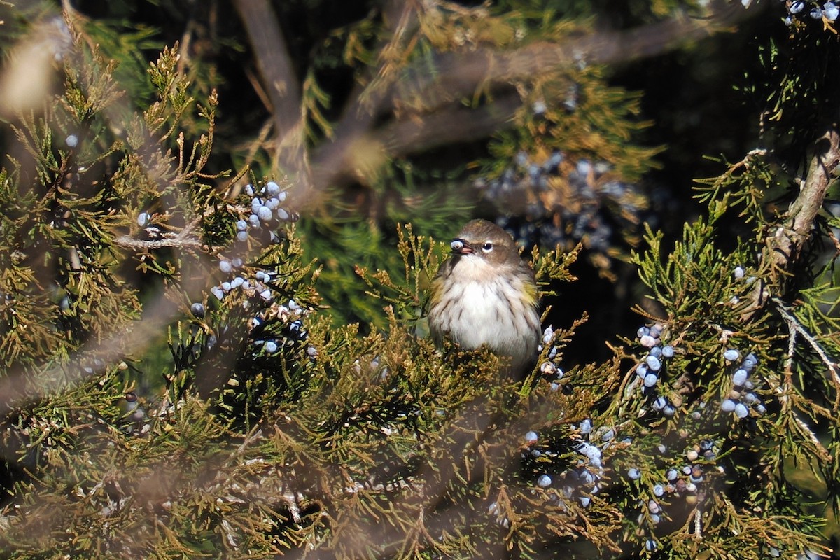 Taçlı Ötleğen (coronata) - ML646675488