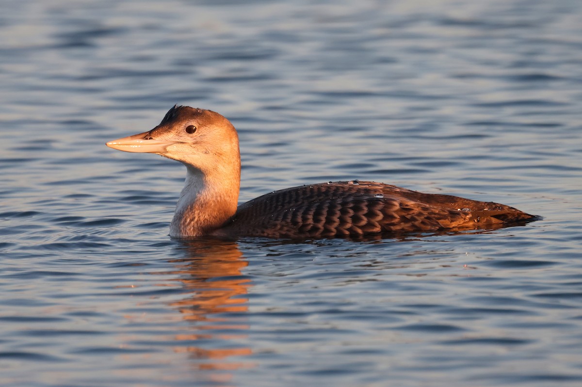 gulnebblom - ML646675490