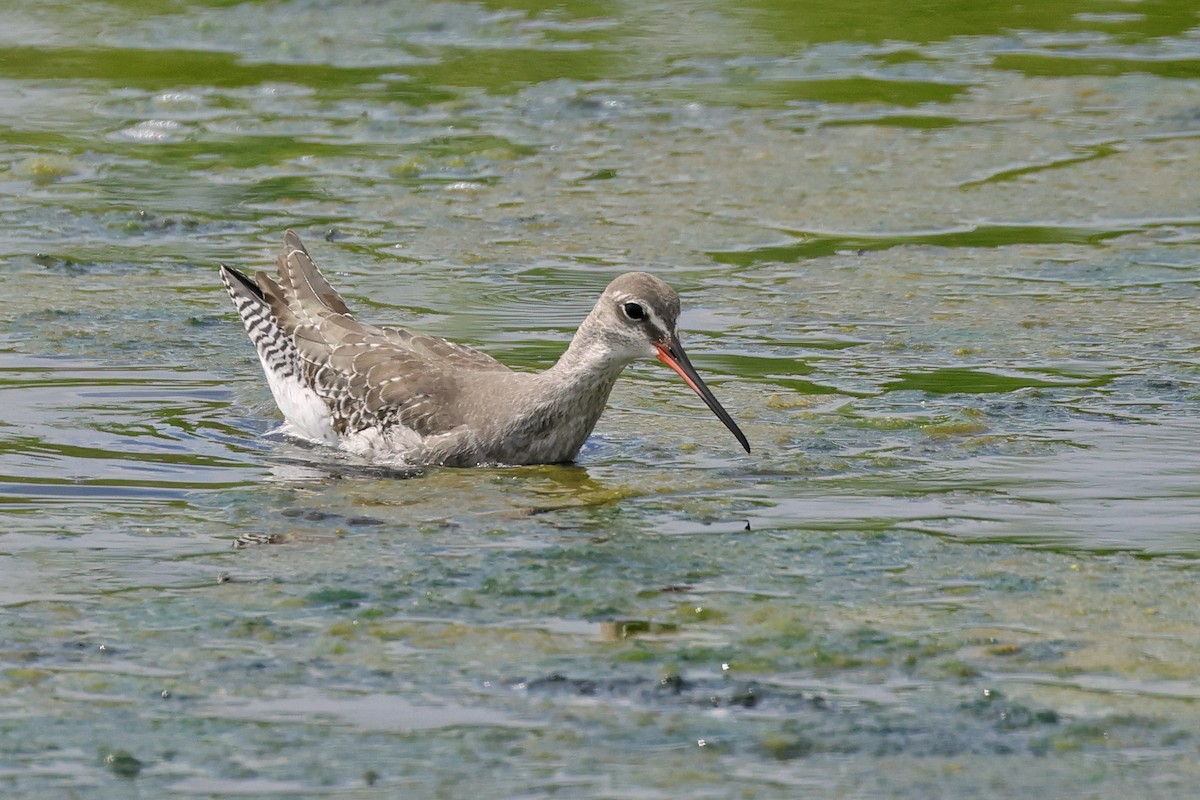 Kara Kızılbacak - ML646675493