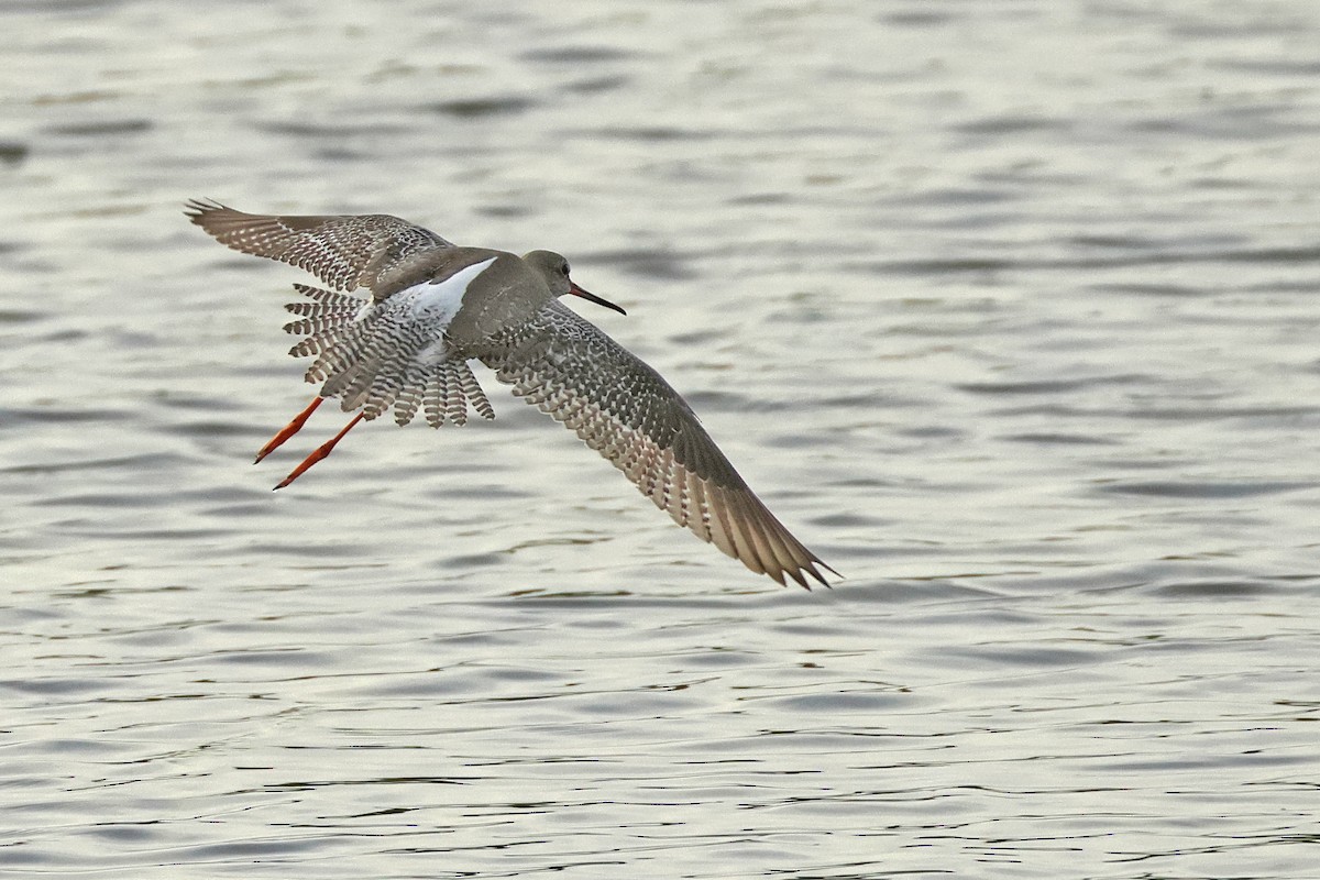 Kara Kızılbacak - ML646675494