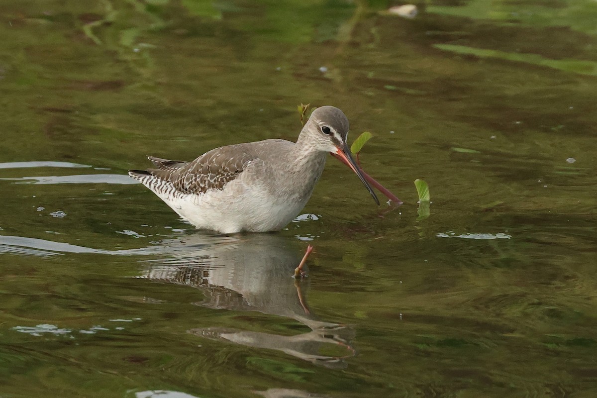 Kara Kızılbacak - ML646675495