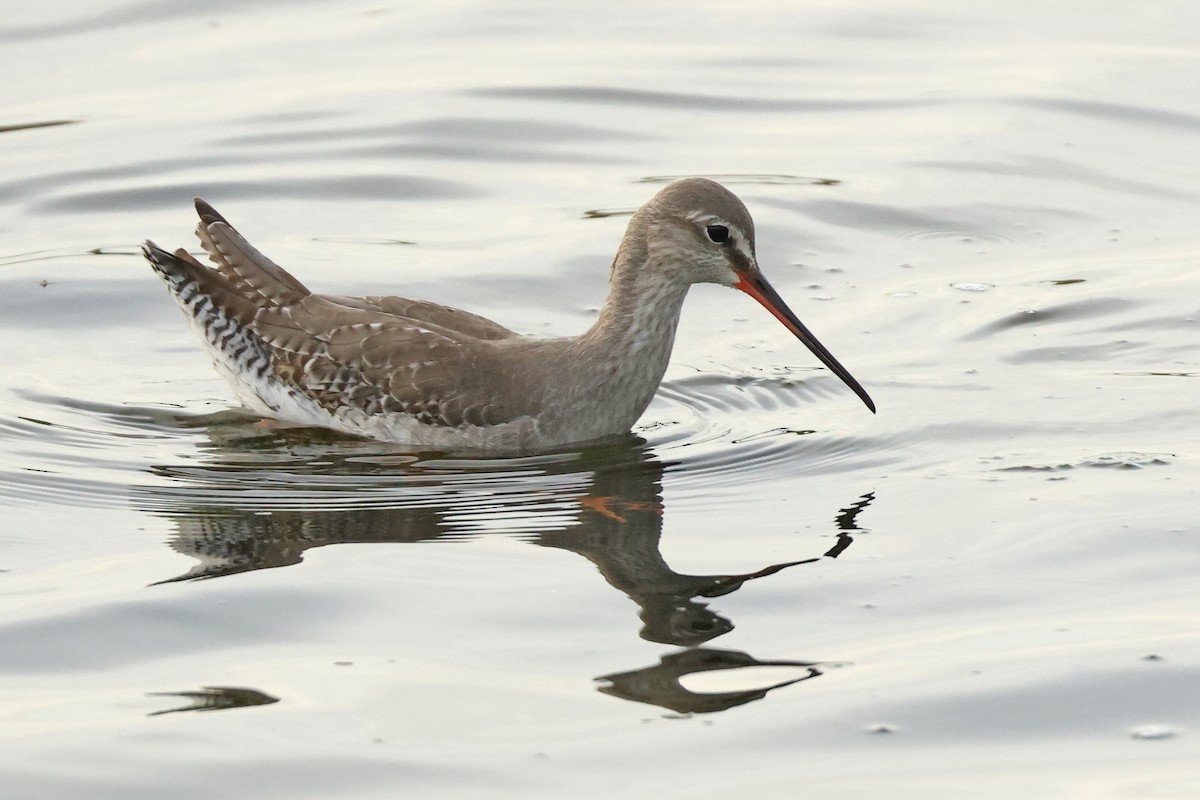 Kara Kızılbacak - ML646675496