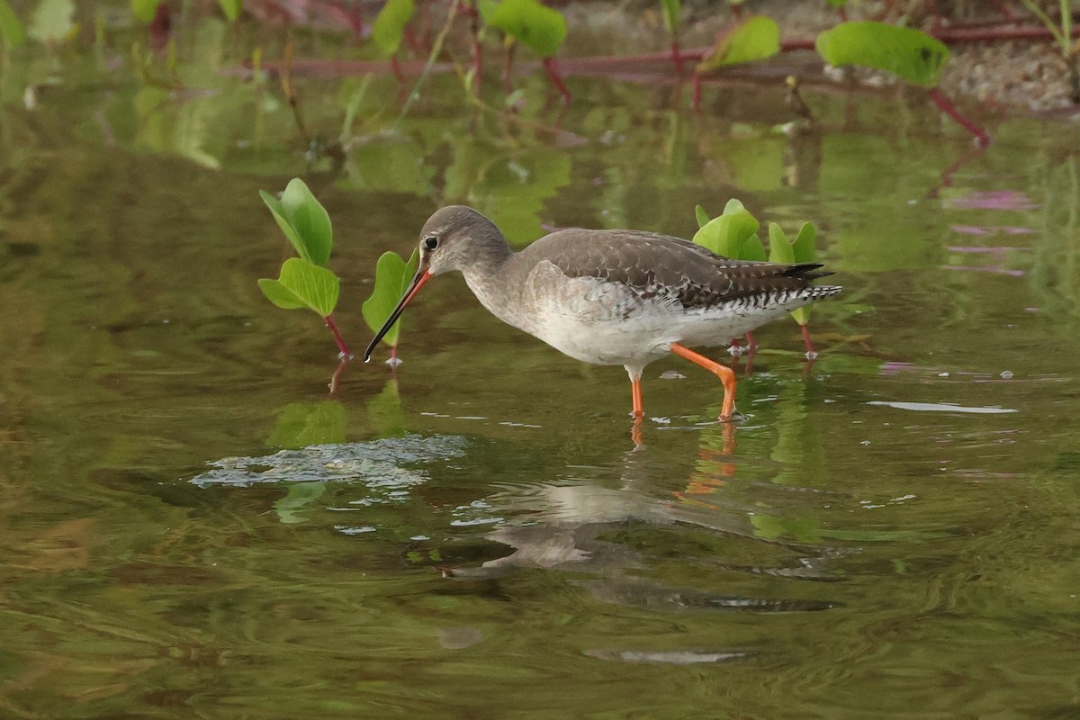 Kara Kızılbacak - ML646675497