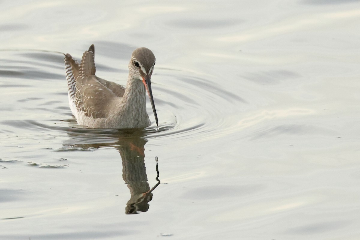 Kara Kızılbacak - ML646675498