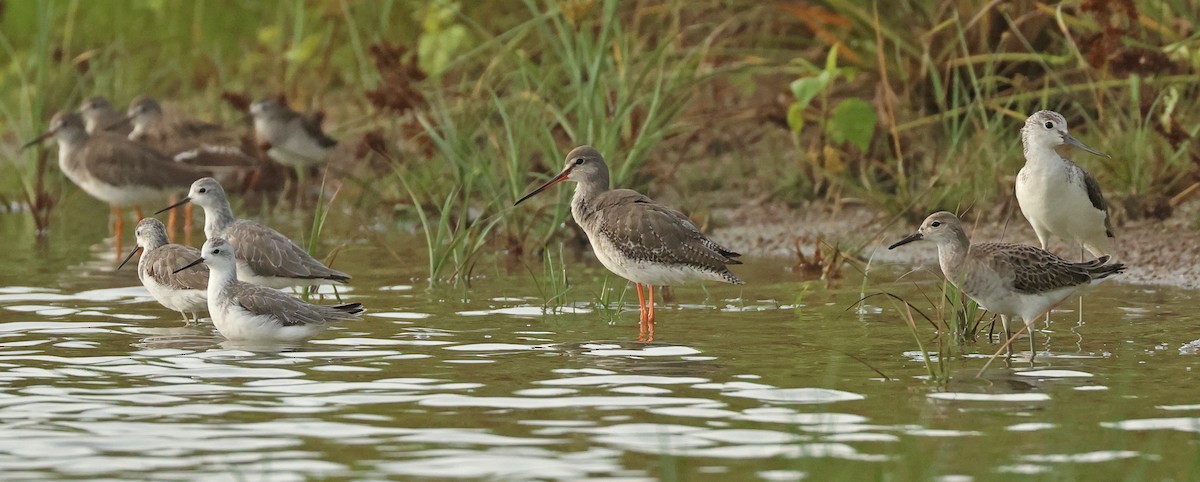 Kara Kızılbacak - ML646675499