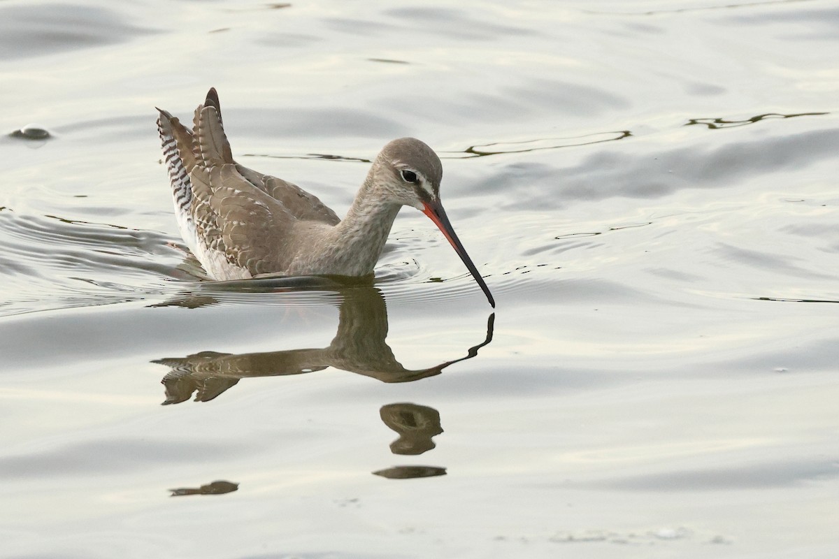 Kara Kızılbacak - ML646675500