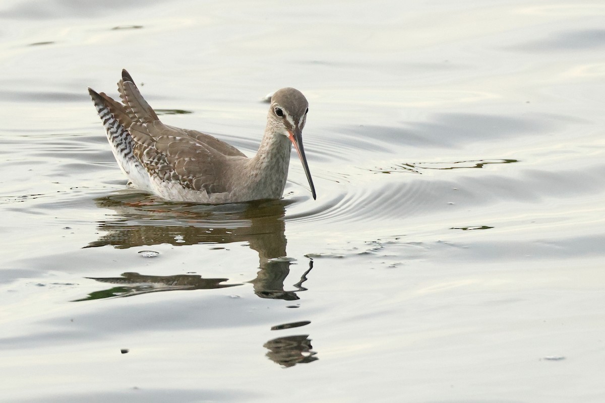 Kara Kızılbacak - ML646675501