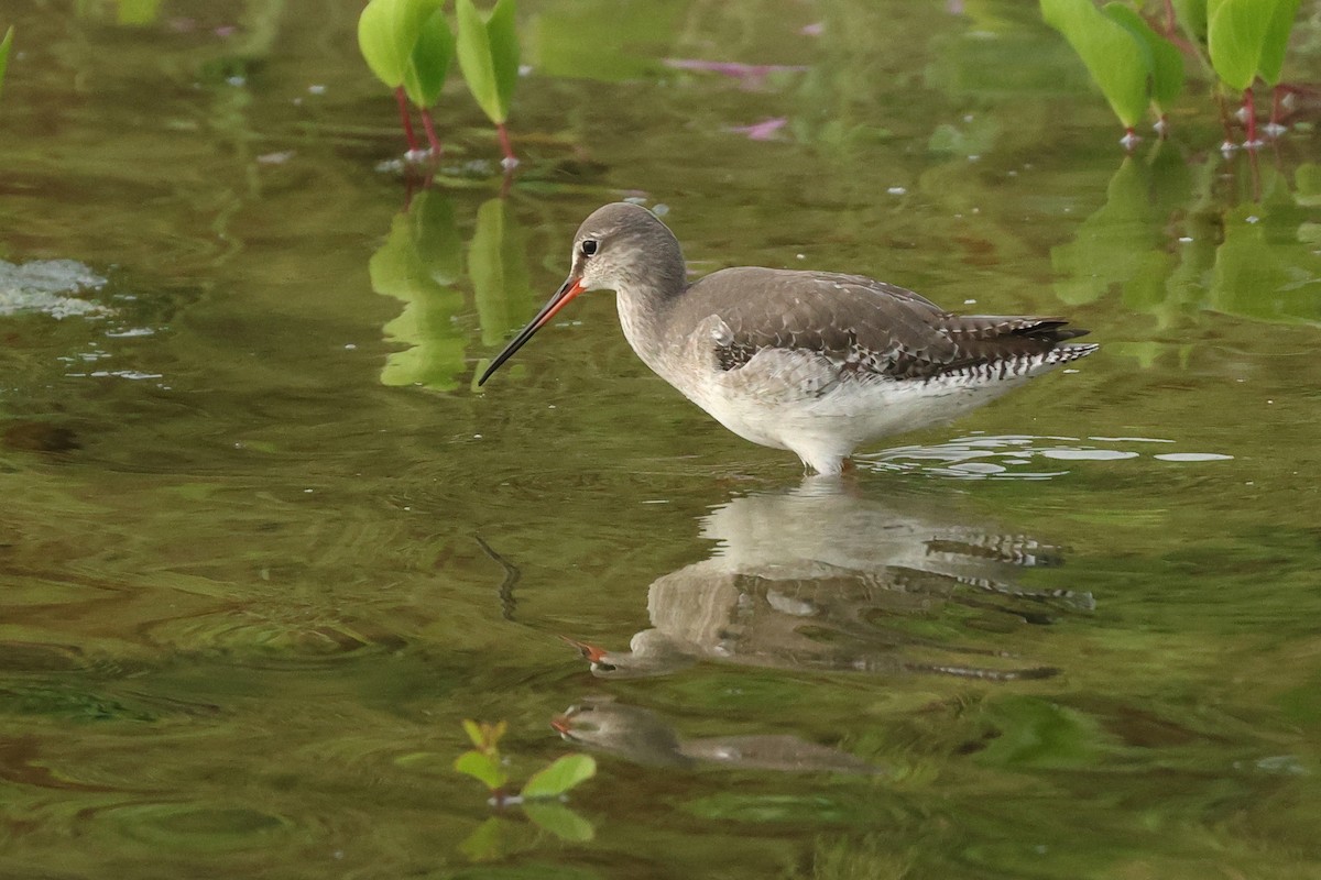 Kara Kızılbacak - ML646675502