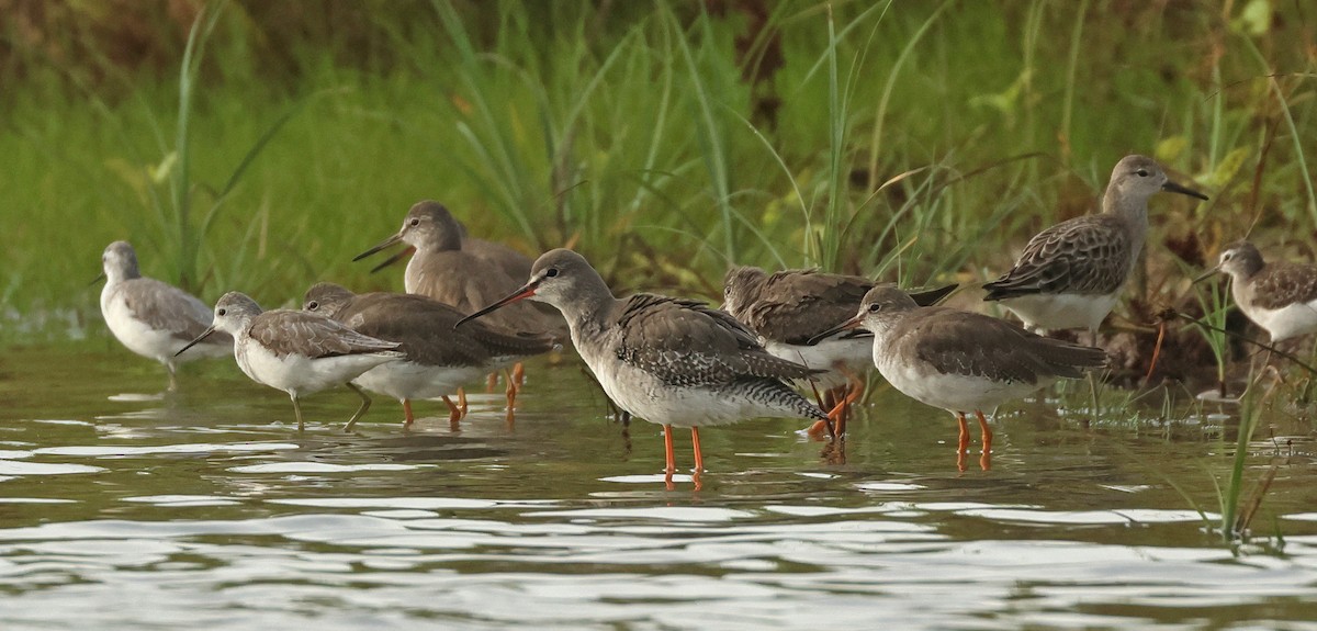 Kara Kızılbacak - ML646675503