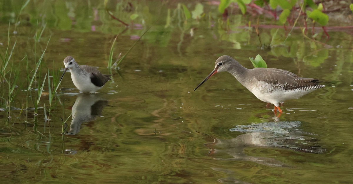 Kara Kızılbacak - ML646675504