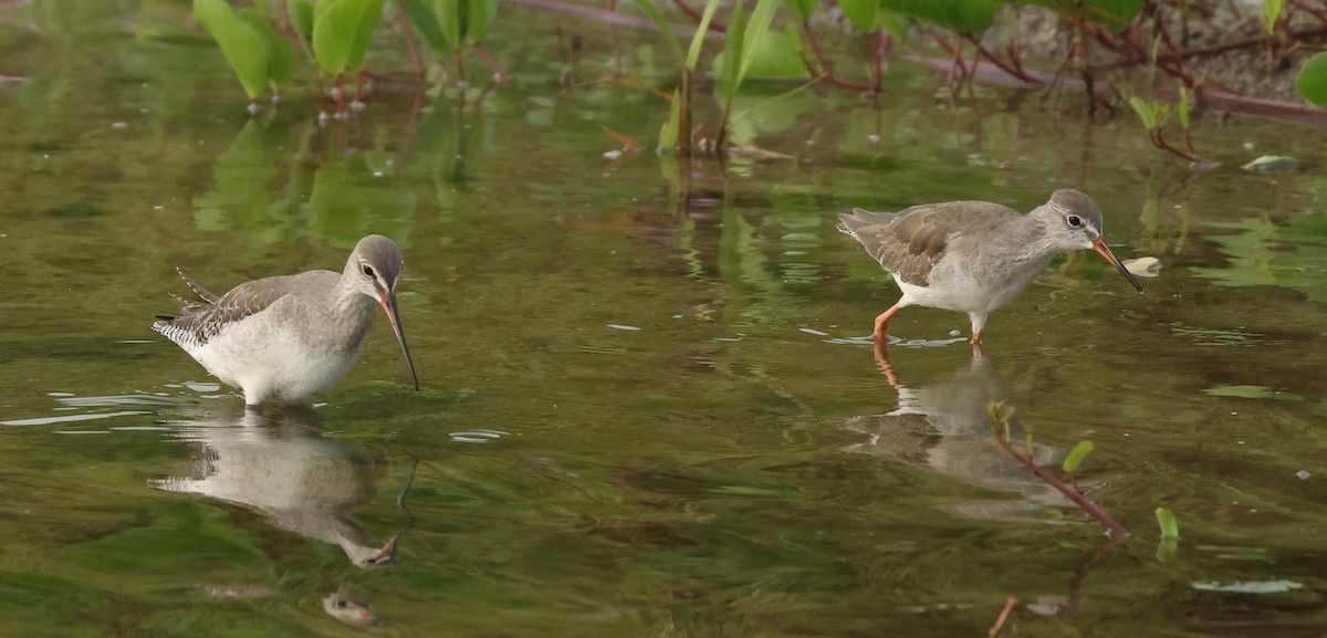 Kara Kızılbacak - ML646675505