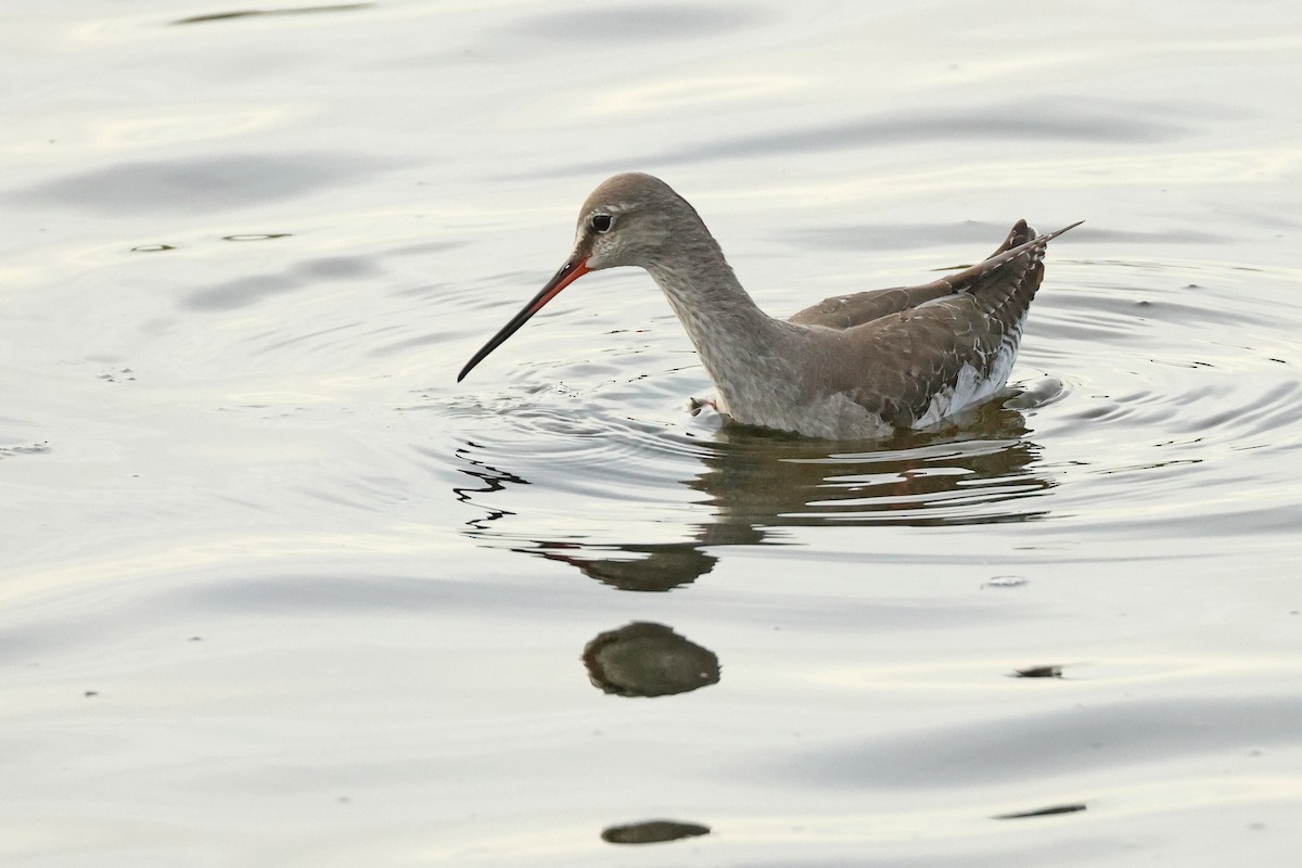 Kara Kızılbacak - ML646675506