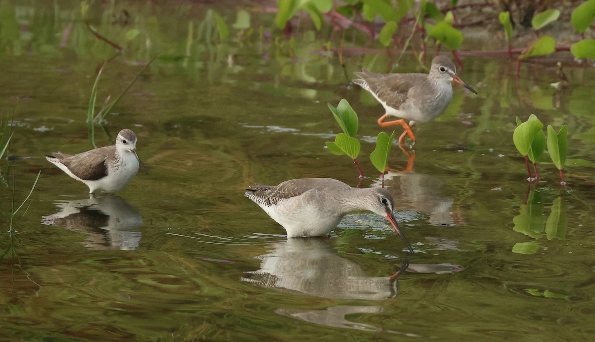 Kara Kızılbacak - ML646675507