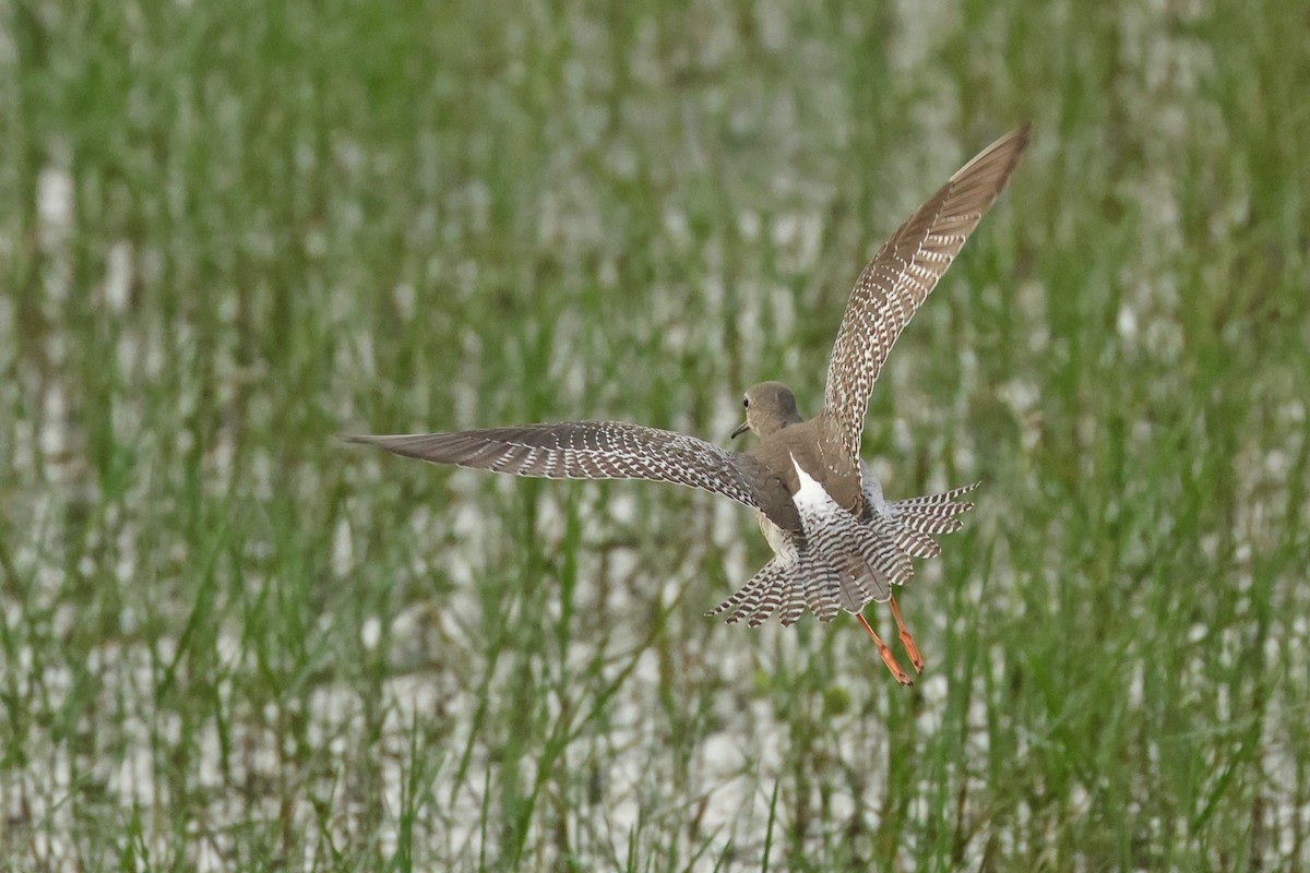 Kara Kızılbacak - ML646675508