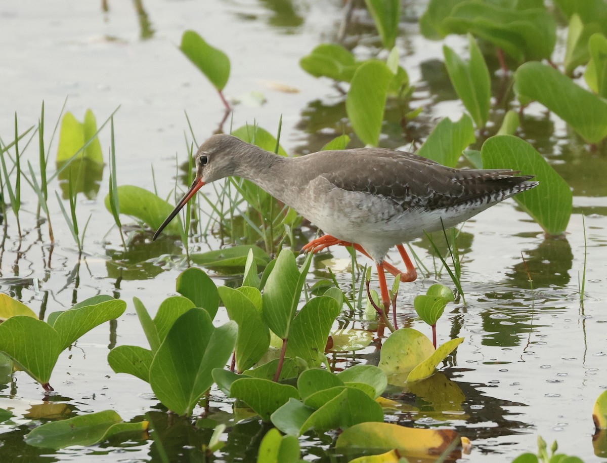 Kara Kızılbacak - ML646675509