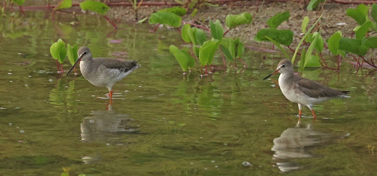 Kara Kızılbacak - ML646675510