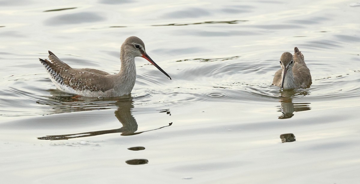 Kara Kızılbacak - ML646675511