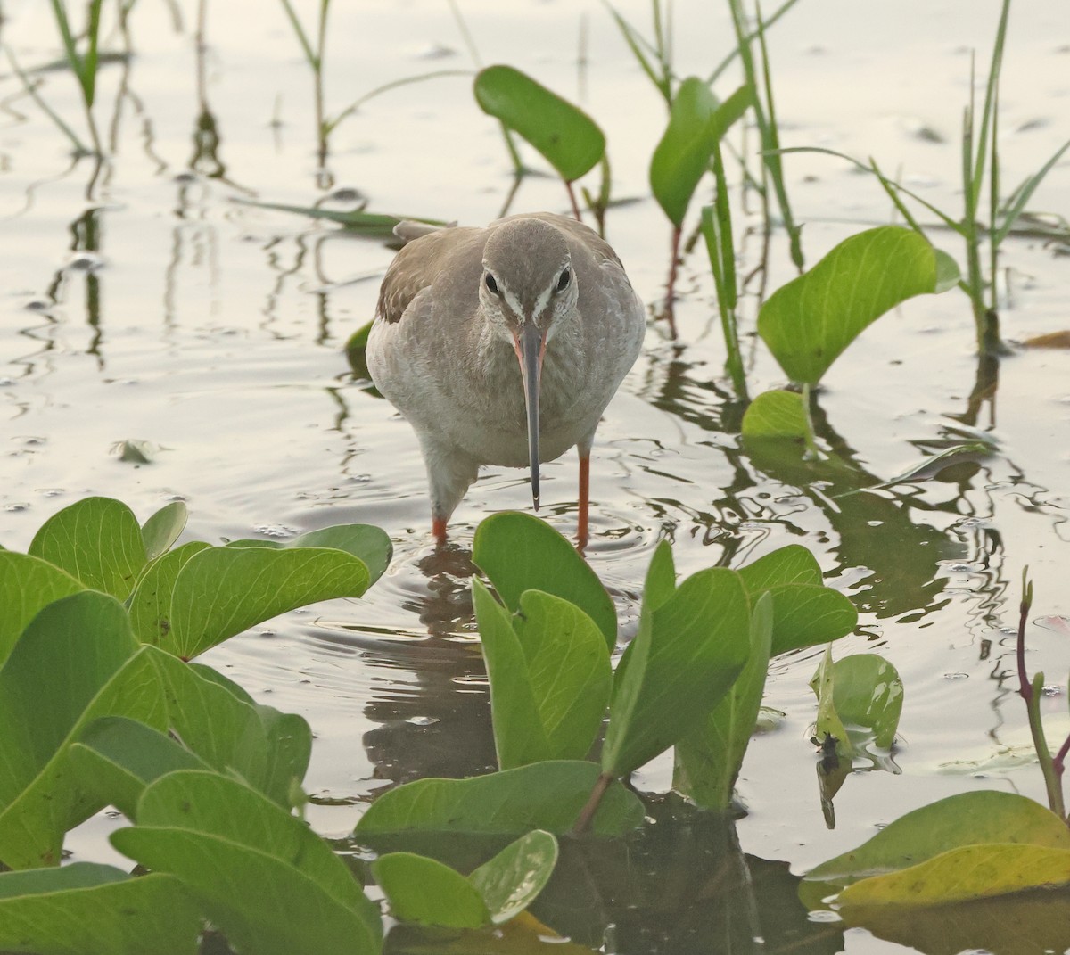 Kara Kızılbacak - ML646675512