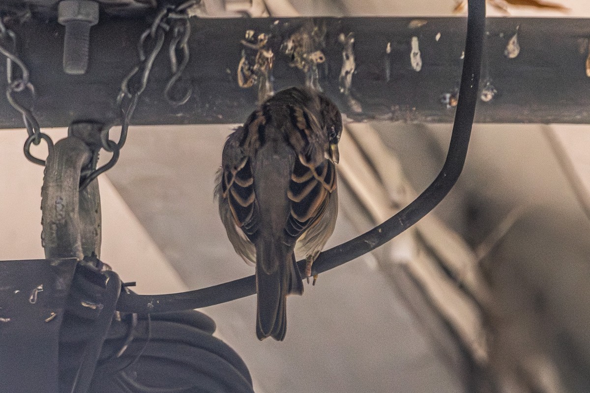 House Sparrow - ML646675514