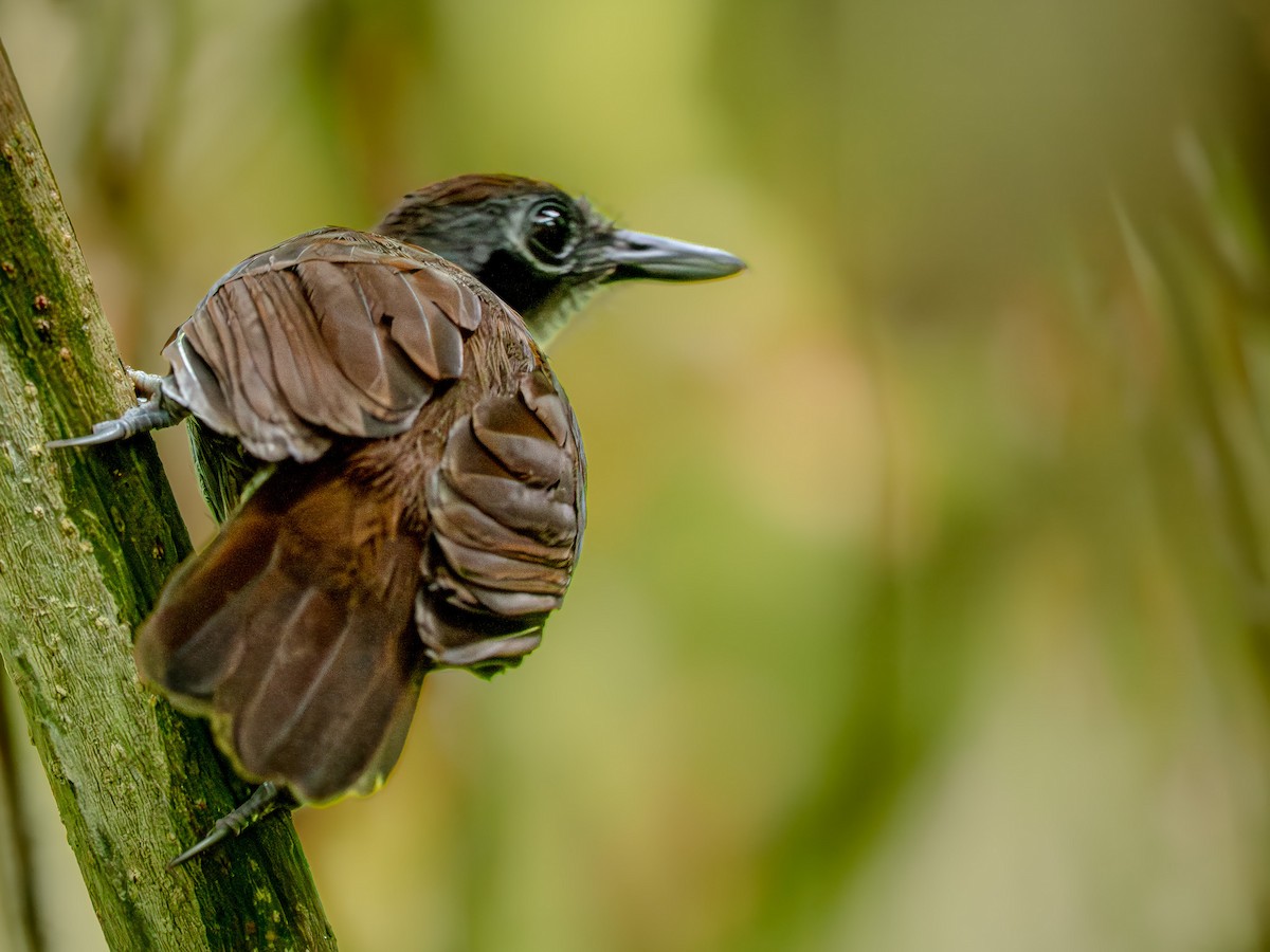 Chestnut-backed Antbird - ML646675516