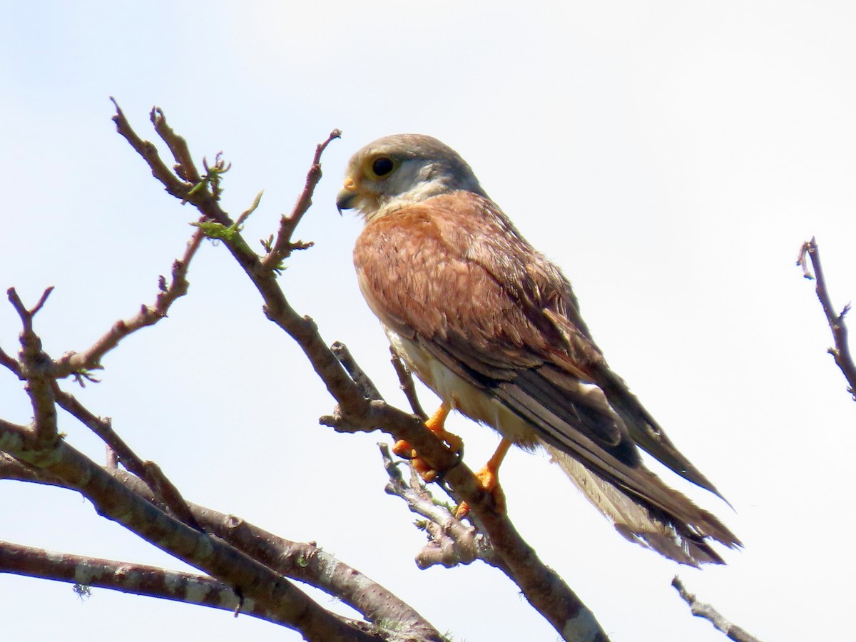 Nankeen Kestrel - ML646675518