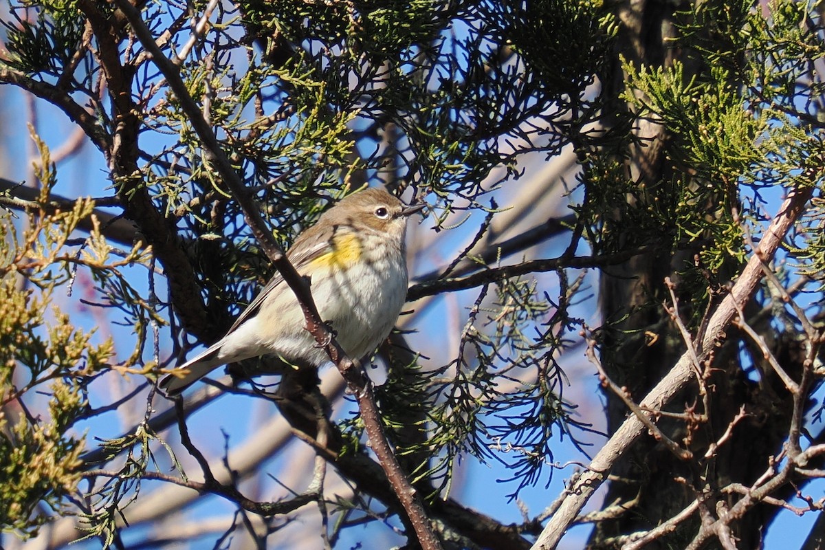 Taçlı Ötleğen (coronata) - ML646675519
