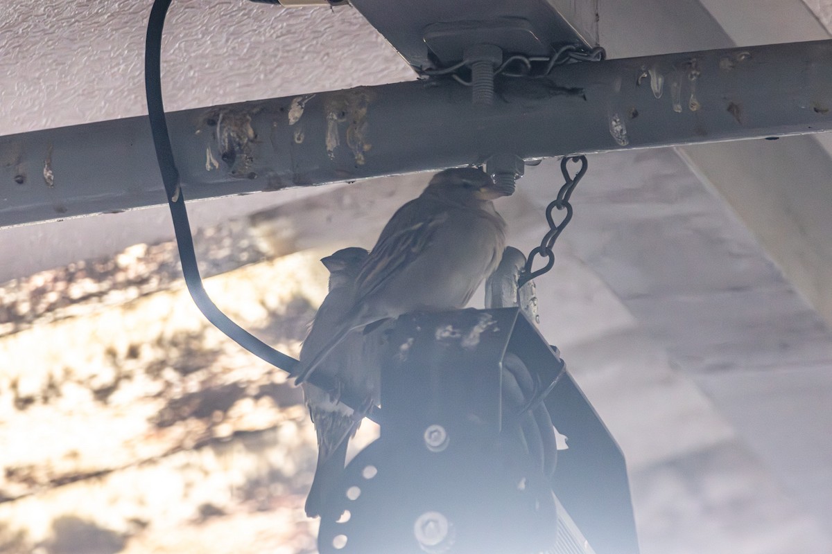 House Sparrow - ML646675522