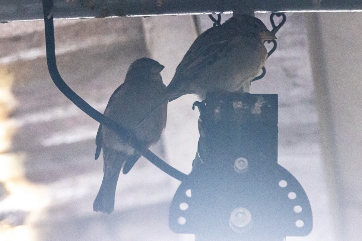 House Sparrow - ML646675529