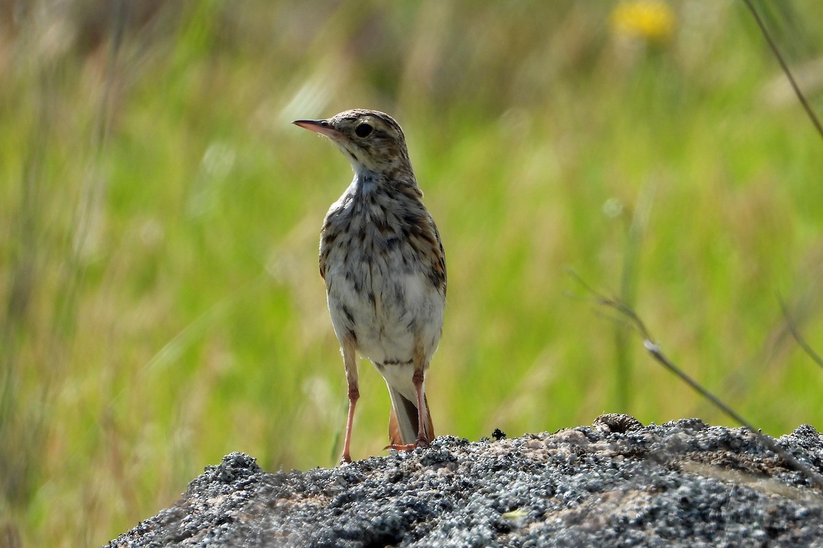 Australian Pipit - ML646675531