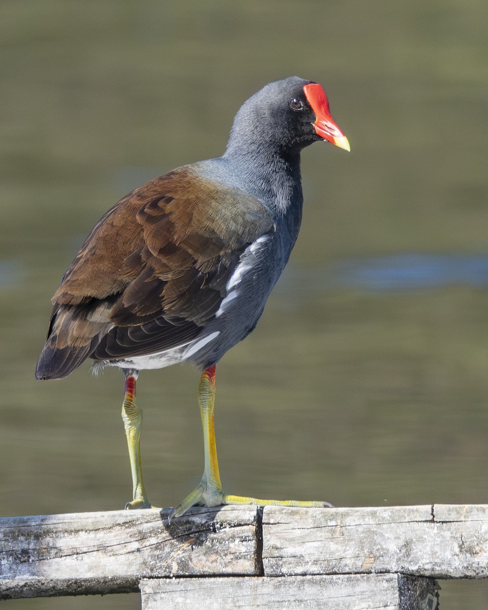 Amerika Sutavuğu - ML646675533