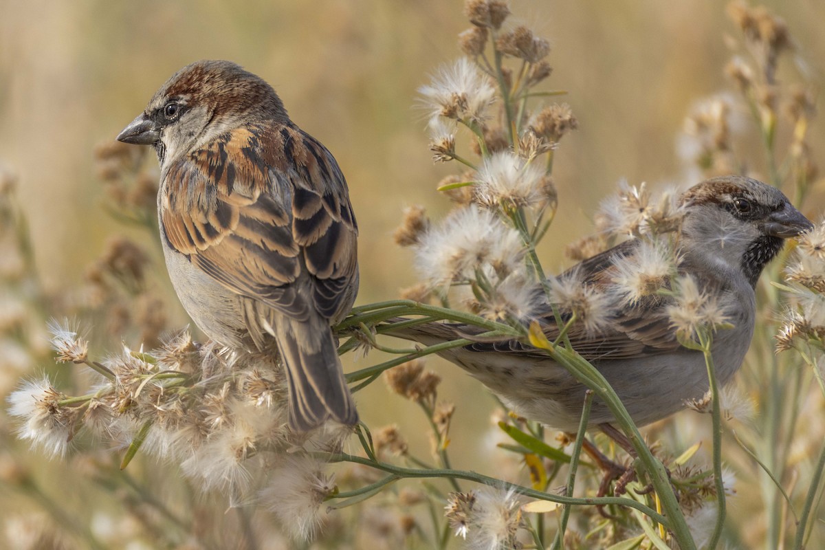 Haussperling - ML646675535