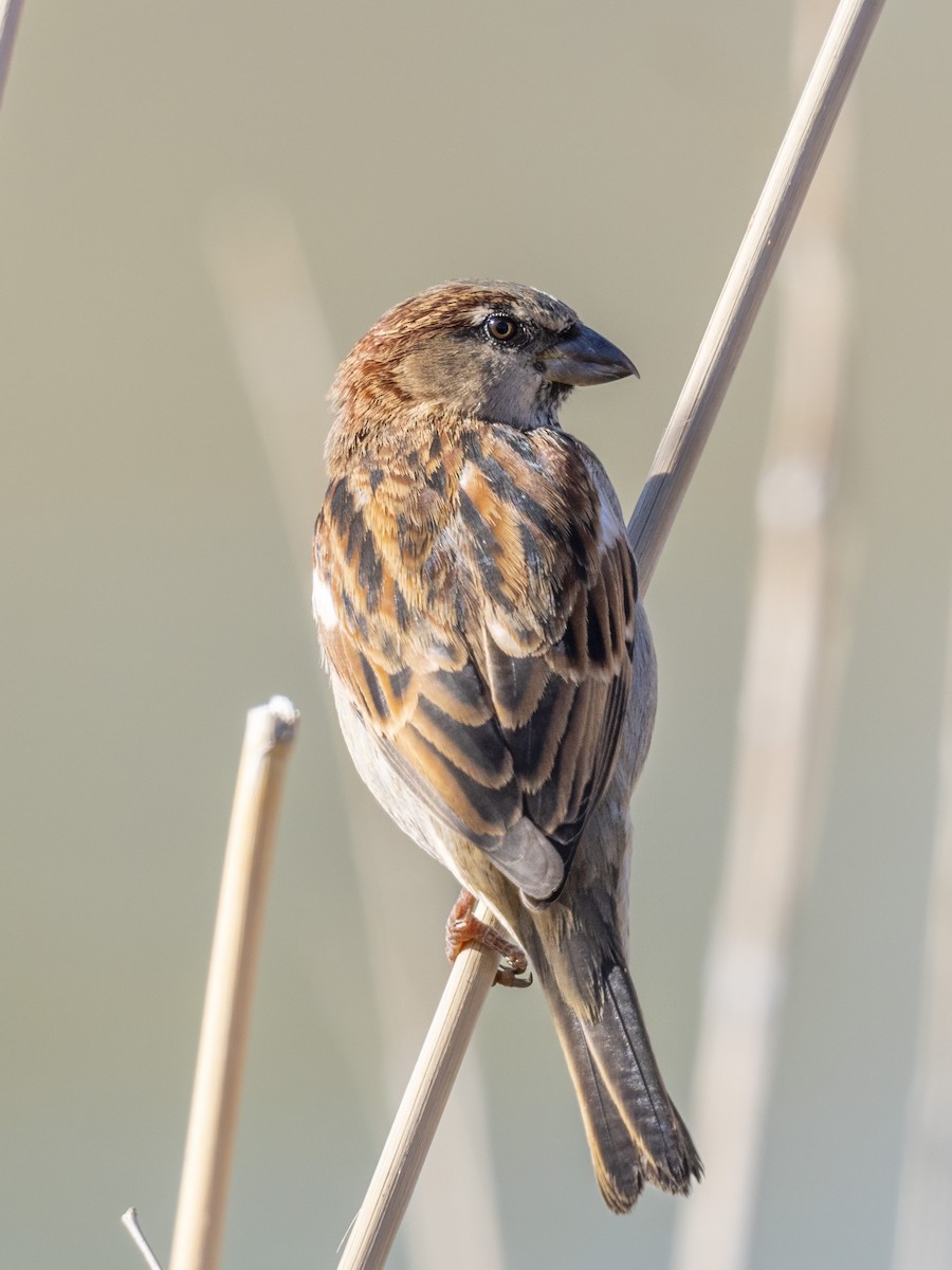 Haussperling - ML646675536