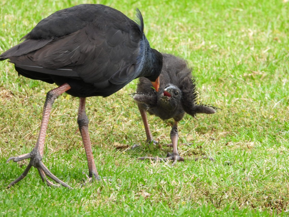 Australasian Swamphen - ML646675548
